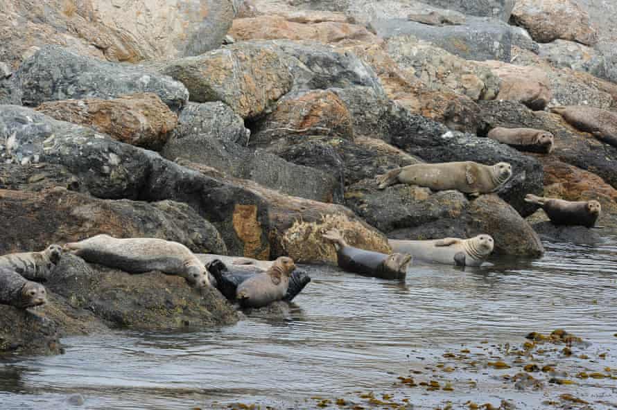 Harbor seals laze at the base of the breakwater in San Pedro Bay, off the coast of Long Beach.