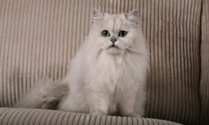 harry the cat brings