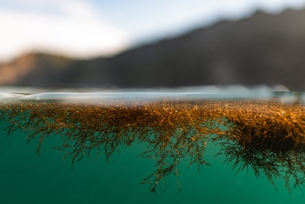 Sargassum seaweed floating on the surface of the ocean in southern California