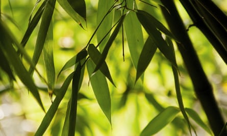 Bamboo leaves in bright light.