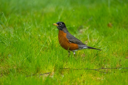 An American robin (Turdus migratorius), or Red robin, in Kirkland, Washington.