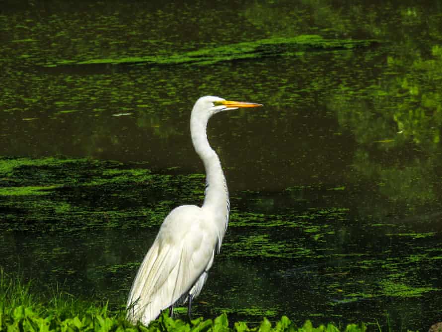 A great egret cooling off in Central Park.