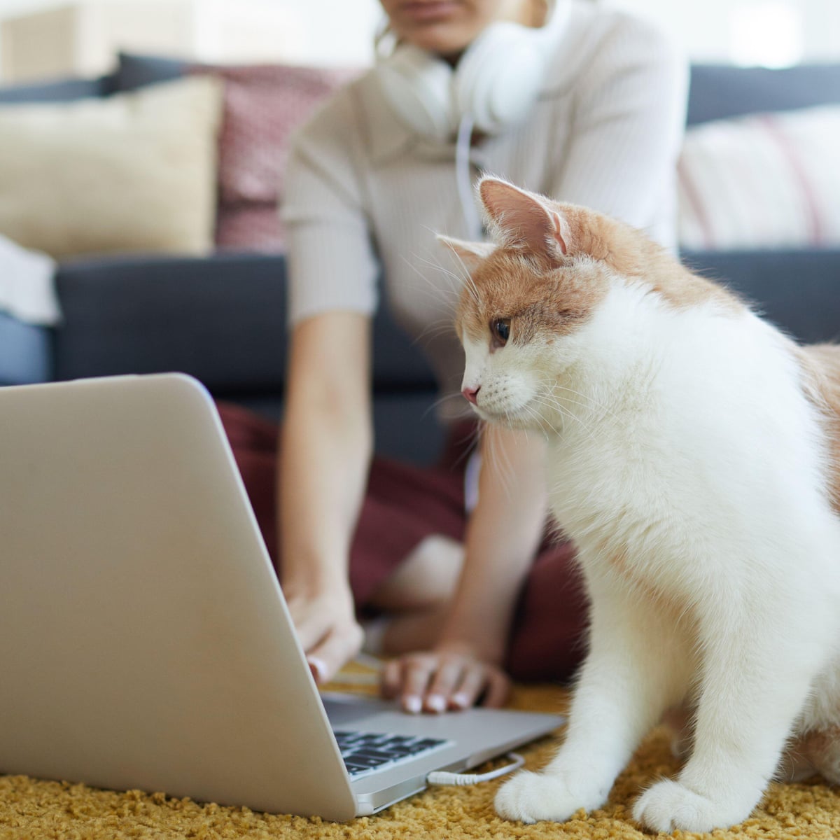 Turns Out Selling Cat Memes Is A Purr Fect Opportunity For Entrepreneurs Us Small Business The Guardian Turns Out Selling Cat Memes Is A Purr Fect Opportunity For Entrepreneurs Us Small Business The Guardian