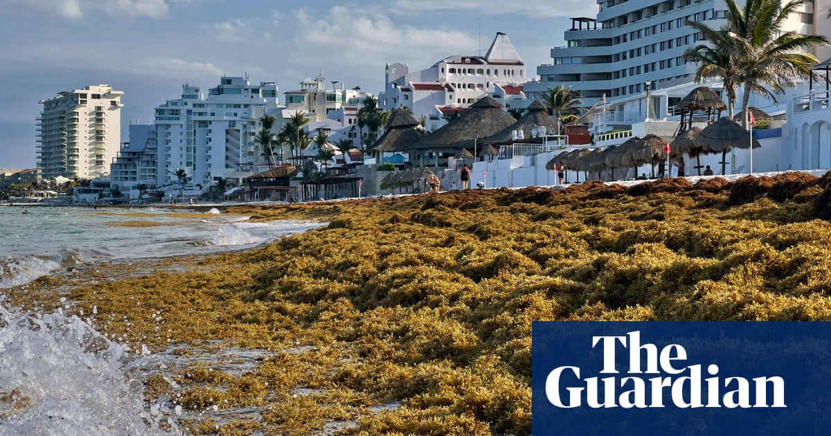 Clumps of 5000-mile seaweed blob bring flesh-eating bacteria to Florida – The Guardian