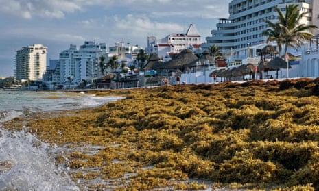Sargassum algae piles up along the shore at a beach in Cancun, Mexico, last month.