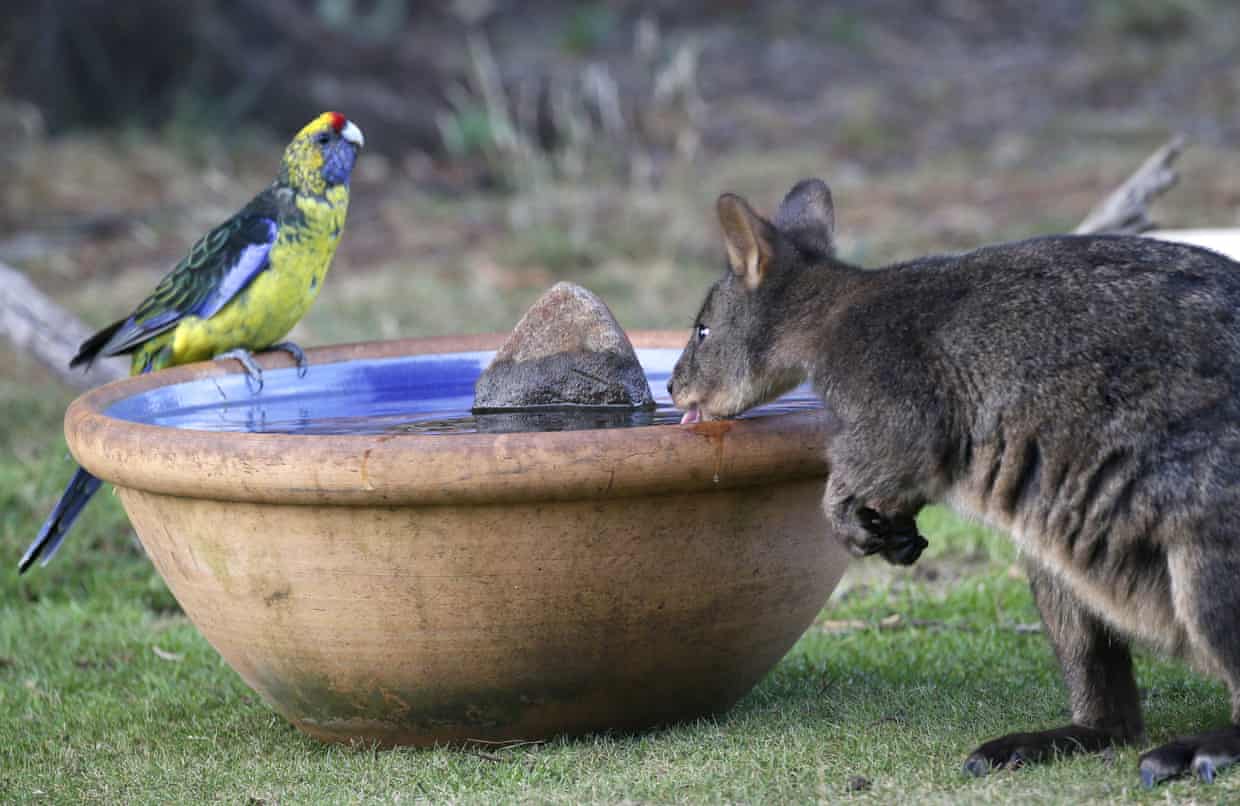 Millions of native animals killed under Tasmania’s property protection permits Millions of native animals killed under Tasmania’s property protection permits