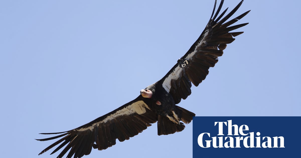 ‘They’re chilling’: endangered condors take up residence outside California woman’s home