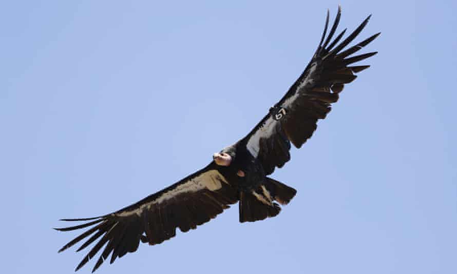 Kalifornijos kondoras skrenda Ventana dykumoje į rytus nuo Big Sur, Kalifornijoje.