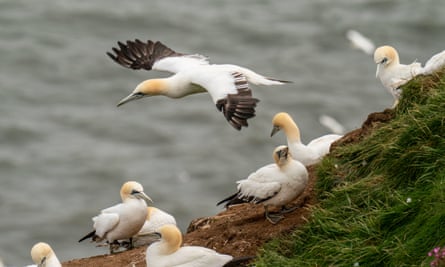 Gannets in colony on cliff edge