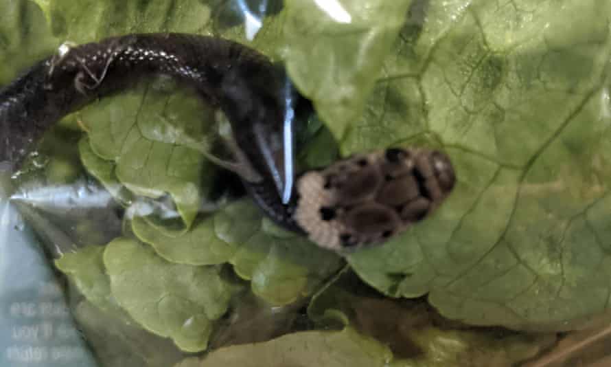 Snake in lettuce