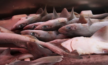 Small Sharks piled up in a Fish Market