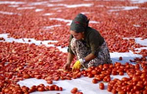 A woman crouched in the middle of a vast spread of tomatoes that have been cut in half