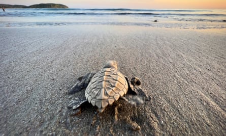 A baby turtle heading for the sea at Playa Venau.