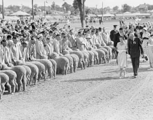 Queen Elizabeth II inspecting merino sheep at the Wagga Wagga agricultural show in 1954.
