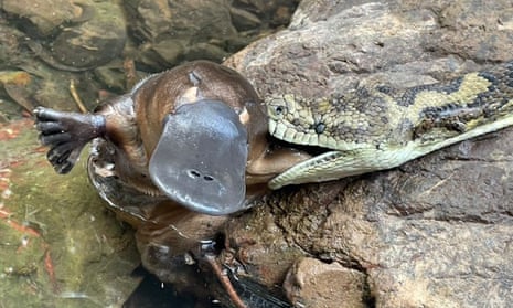 Platypus Platypus