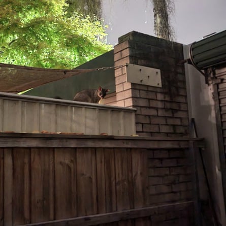 Brushtail possum on fence in back garden