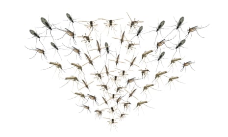 A cloud of mosquitoes converging on a single point