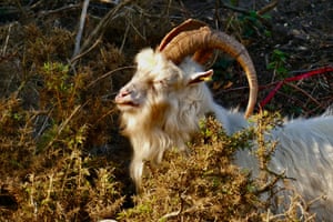 Uma cabra mastiga grama em Bournemouth, no Reino Unido. Quando a vegetação começou a bloquear a vista para o mar na área, os vereadores decidiram usar cabras para manter as bordas das falésias limpas e arrumadas.