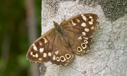 The speckled wood butterfly