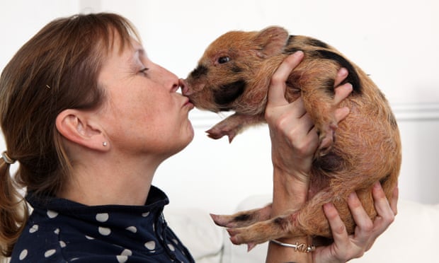 Victoria Beckham and Paris Hilton were among those smitten by micropigs.