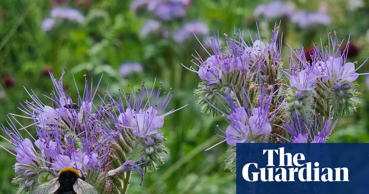 Country diary: Phacelia is the most useful plant – I always have a packet for my garden | Susie White