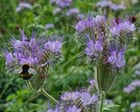 Phacelia Plant Supports Biodiversity and Garden Growth