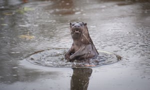Otter in river