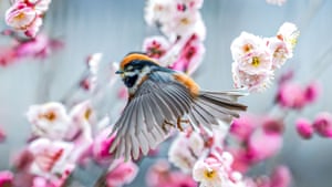 Um pássaro repousa em um galho de ameixeira com flor rosa