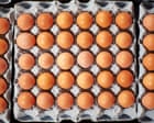 What is salmonella, how does it spread and are eggs safe to eat?