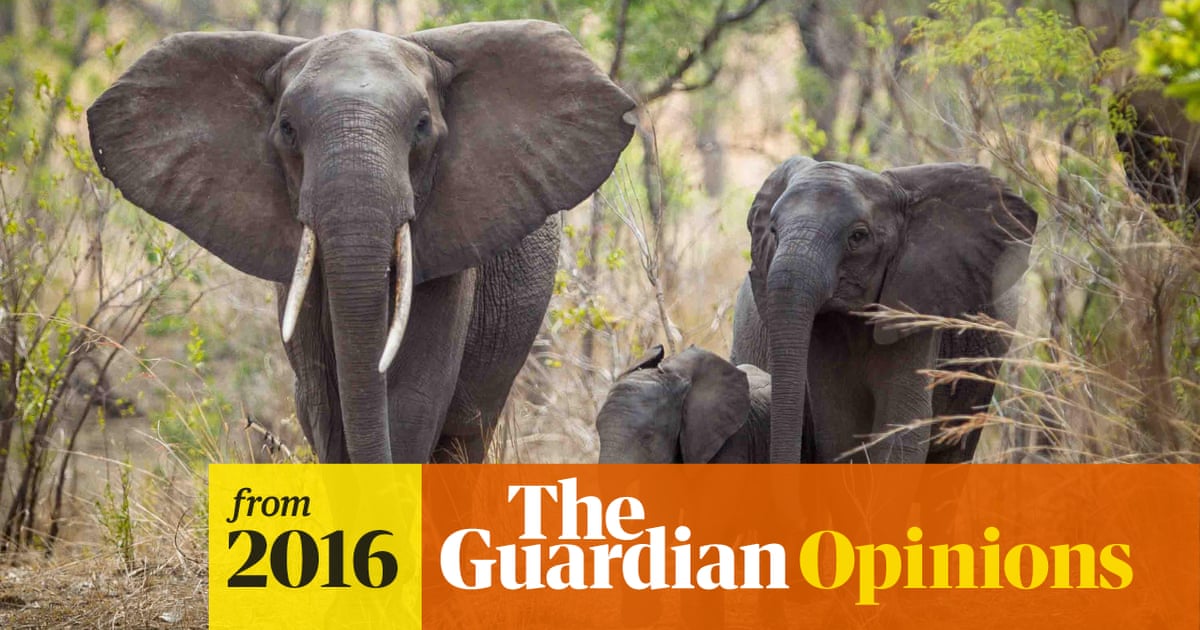 The Ivory Trade Isn T Just A Disaster For Elephants It Threatens Our Future Too Ian Redmond Opinion The Guardian