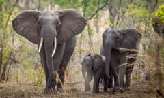Elephants including a calf roaming through the African bush