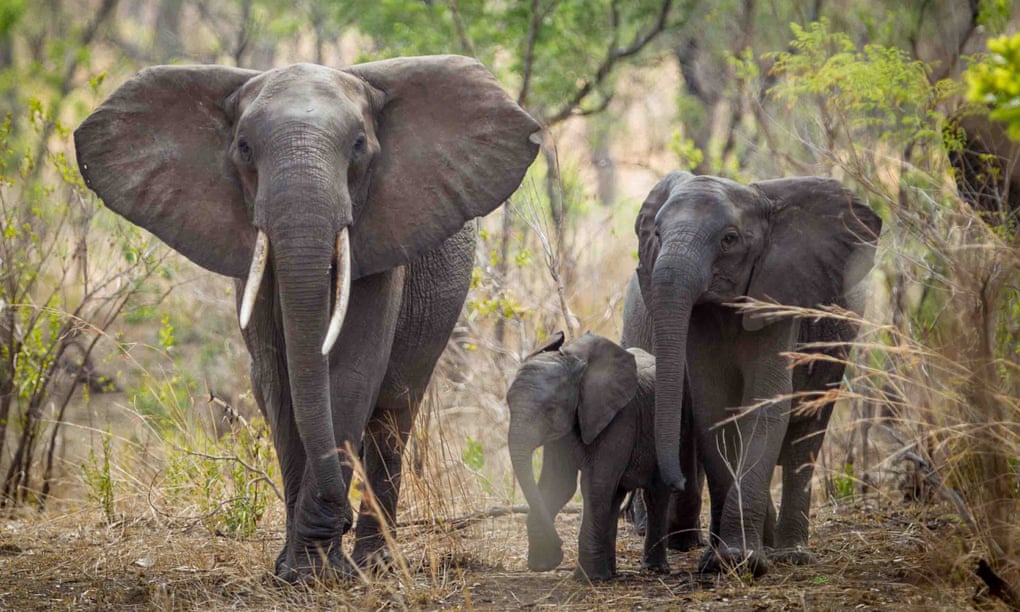 Elephants near Blantyre, Malawi