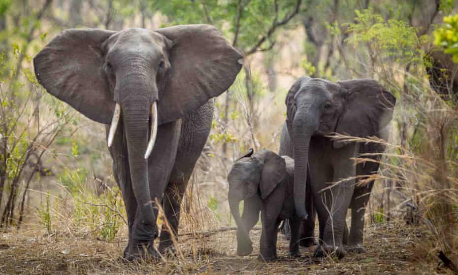 Elephants are being killed by poachers at a rate of one every 15 minutes in Africa