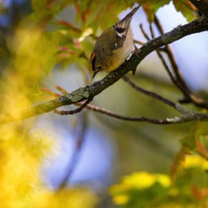 A goldcrest