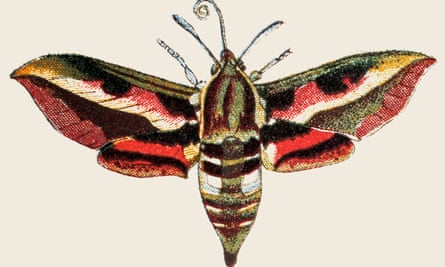 An illustration of the sphinx moth