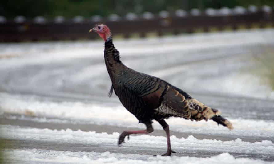 A wild turkey trots across the icy road to Sandia Crest in New Mexico.