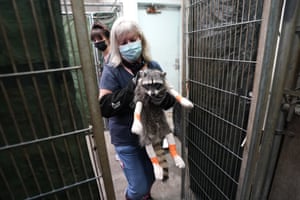 Sallysue Stein, the founder and acting executive director of the Gold Country Wildlife Rescue returns a raccoon to a cage after being treated for burns on its paws, at the facility in Auburn, California. Gold Country is one of the rescue groups treating wild animals injured in the recent wildfires that have ravaged the US state