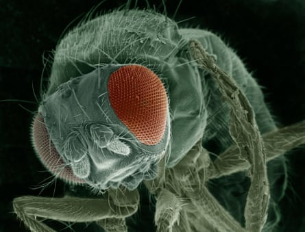 A colourised SEM micrograph of the head of a fruit fly (Drosophila sp.), magnified 70 times