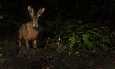 Night-roamer: a brown hare (Lepus europaeus).