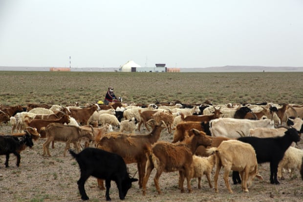 Herding animals Khanbogd