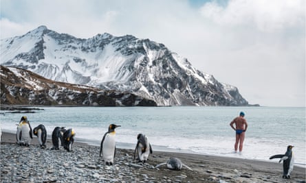 ‘When you’ve been really, really cold, it’s deep in your bones. You remember it’: Lewis Pugh, above and, left, swimming with king penguins in South Georgia.
