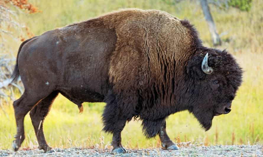 Return Of The Bison New American National Symbol Tells Story Of Strife Wildlife The Guardian Return Of The Bison New American National Symbol Tells Story Of Strife Wildlife The Guardian