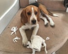 The pet I’ll never forget: Ernie the danger dog – who loves dicing with death The pet I’ll never forget: Ernie the danger dog – who loves dicing with death