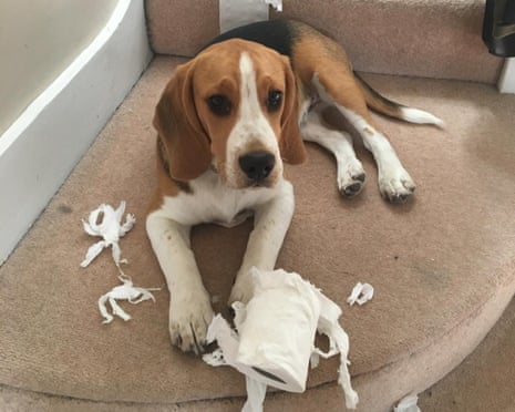 Dog with unravelled toilet roll