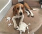 Dog with unravelled toilet roll