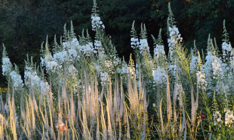 White rosebay willowherb.