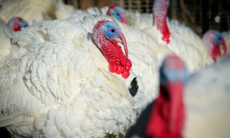 Turkeys are seen at a farm in Orefield, Pennsylvania, on 20 November 2020.