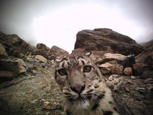 Um leopardo-das-neves na área de reserva do Monte Qomolangma, na Região Autônoma do Tibet, no sudoeste da China. Os leopardos-das-neves estão sob proteção estatal de primeira classe e geralmente vivem em montanhas entre 2.500m e 5.000m