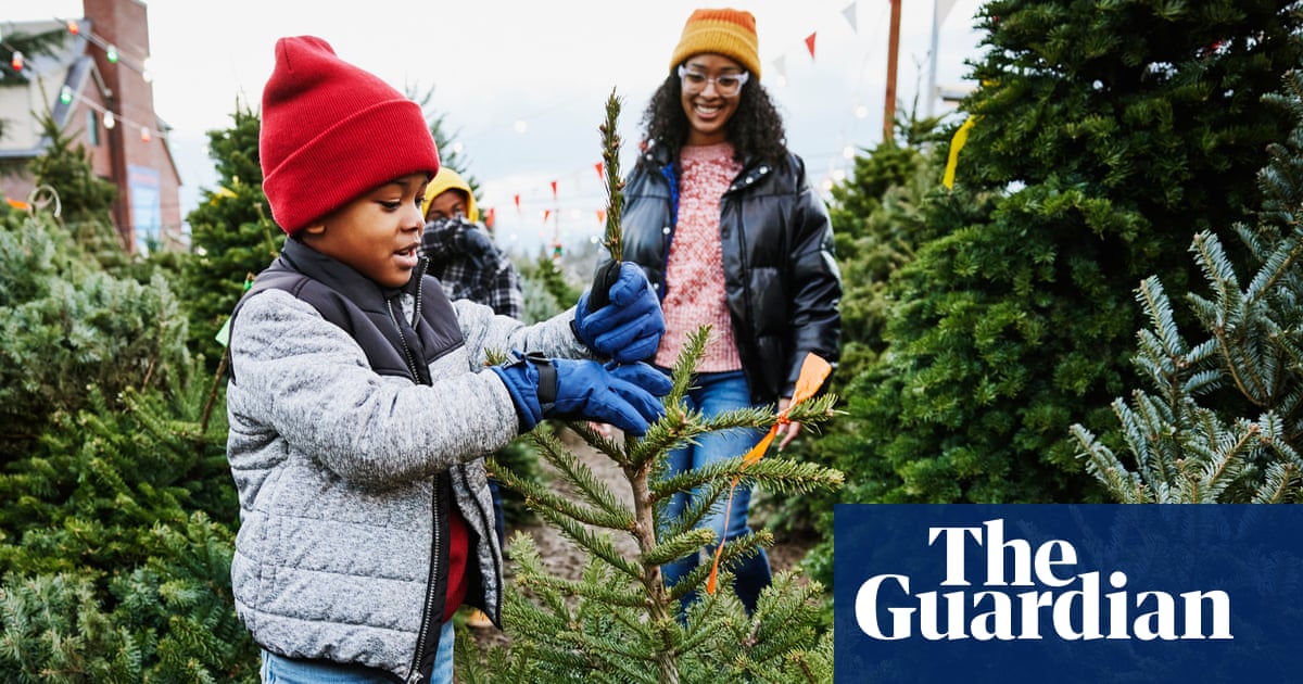 Fir real: expert tips on picking the perfect Christmas tree for the best price in the UK