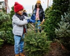 Fir real: expert tips on picking the perfect Christmas tree for the best price in the UK